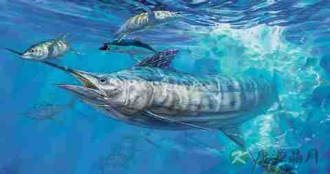 箭鱼的营养价值_吃箭鱼的好处