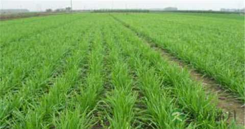 韭菜花的营养价值_吃韭菜花的好处