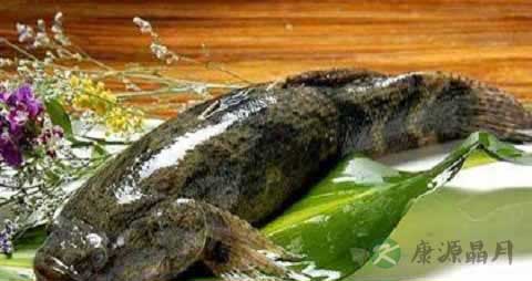 黑鱼的营养价值_吃黑鱼的好处 黑鱼的营养价值_吃黑鱼的好处