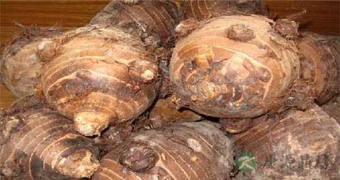 芋艿的吃法_哪些人不能吃芋艿