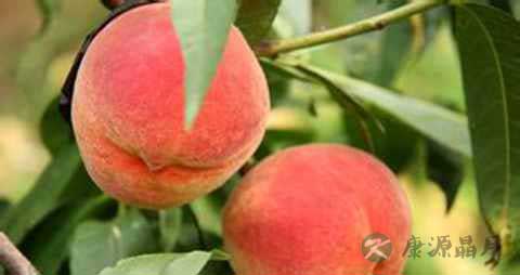 桃子中间发苦是怎么回事