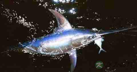 箭鱼的营养价值_吃箭鱼的好处