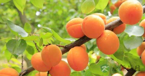 黄桃罐头吃多有危害吗