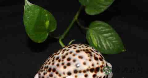 虎皮贝的吃法_哪些人不能吃虎皮贝