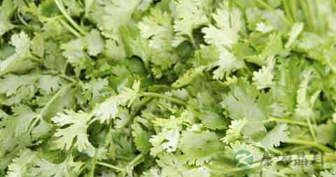 芫荽的营养价值_吃芫荽的好处