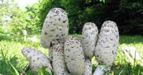 野生鸡腿菇的营养价值_吃野生鸡腿菇的好处