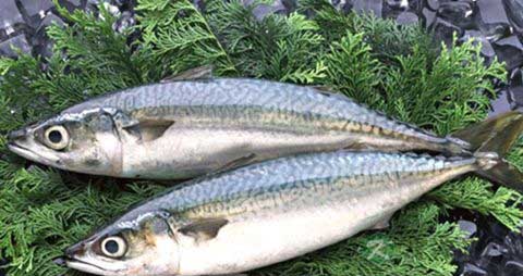 青鲐鱼的吃法_哪些人不能吃青鲐鱼