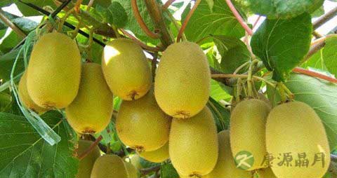 奇异果的营养价值_吃奇异果的好处