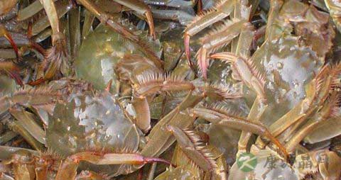 螃蟹怎么清蒸 螃蟹怎么清蒸