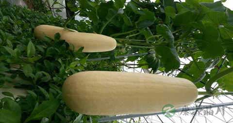 减肥笋瓜的营养价值_吃减肥笋瓜的好处 减肥笋瓜的营养价值_吃减肥笋瓜的好处