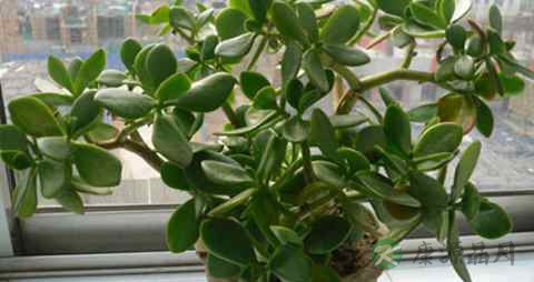 马齿苋治痔疮有效果吗