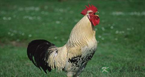 公鸡的营养价值_吃公鸡的好处