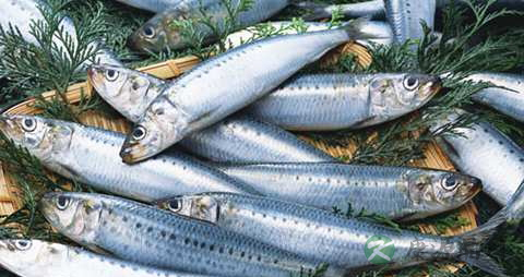 鲱鱼的营养价值_吃鲱鱼的好处