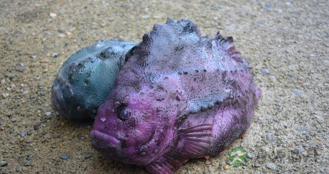 冰鲜海参怎么处理营养又好吃