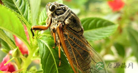 蝉蛹的营养价值_吃蝉蛹的好处