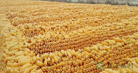 玉米面的营养价值_吃玉米面的好处