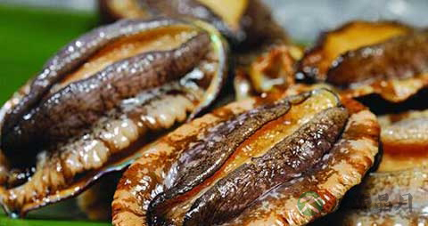 双头鲍鱼的吃法_哪些人不能吃双头鲍鱼