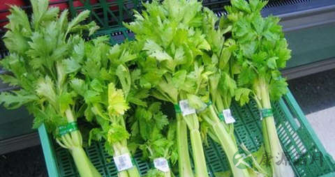 旱芹的营养价值_吃旱芹的好处