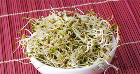 苜蓿芽的营养价值_吃苜蓿芽的好处