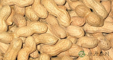 醋泡花生一天吃多少 醋泡花生一天吃多少