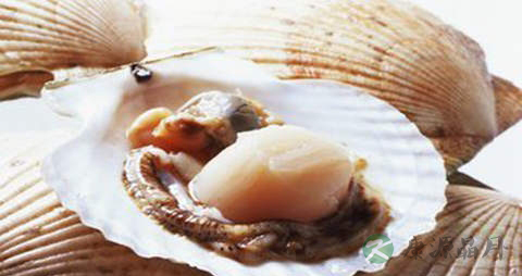 百花贝的营养价值_吃百花贝的好处