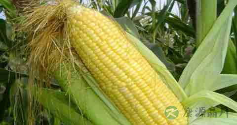 白玉米和黄玉米的区别