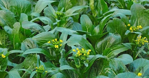 油菜的吃法_哪些人不能吃油菜 油菜的吃法_哪些人不能吃油菜