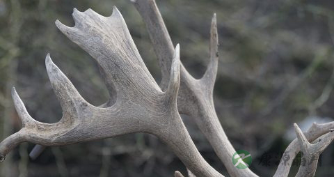 刚割下的新鲜鹿茸怎么保存 刚割下的新鲜鹿茸怎么保存