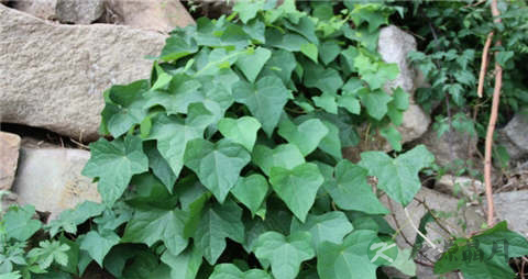 野山药的吃法_哪些人不能吃野山药