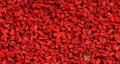 枸杞头的营养价值_吃枸杞头的好处