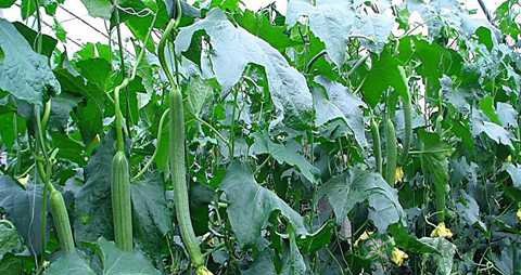 丝瓜有苦味能吃吗