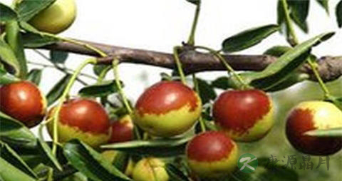 冬枣的营养价值_吃冬枣的好处