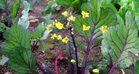 菜薹的营养价值_吃菜薹的好处