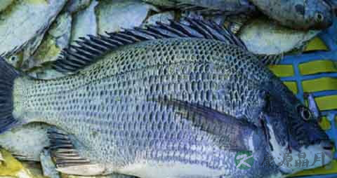 黑鲷的营养价值_吃黑鲷的好处 黑鲷的营养价值_吃黑鲷的好处