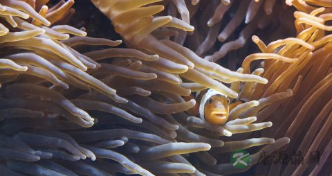 小嘴鱼的营养价值_吃小嘴鱼的好处