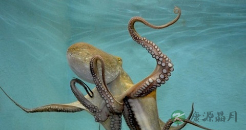 真蛸的营养价值_吃真蛸的好处 真蛸的营养价值_吃真蛸的好处