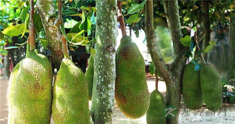 菠萝蜜的营养价值_吃菠萝蜜的好处