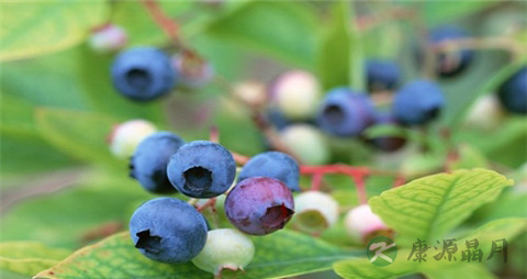 蓝莓每天吃多少合适