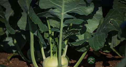 芜菁甘蓝的营养价值_吃芜菁甘蓝的好处 芜菁甘蓝的营养价值_吃芜菁甘蓝的好处