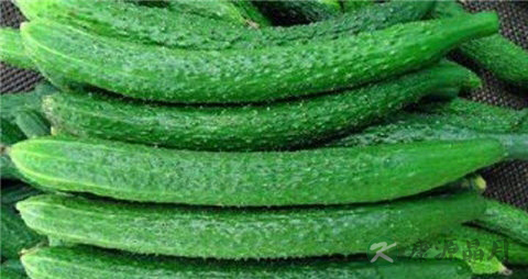 黄瓜和什么食物一起比较好