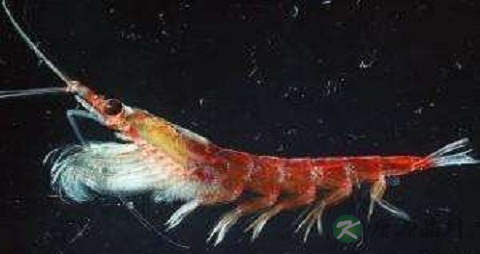 南极虾的吃法_哪些人不能吃南极虾