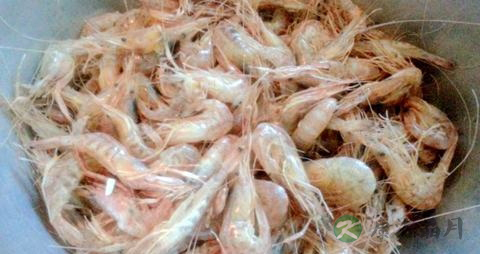 桃花虾的营养价值_吃桃花虾的好处