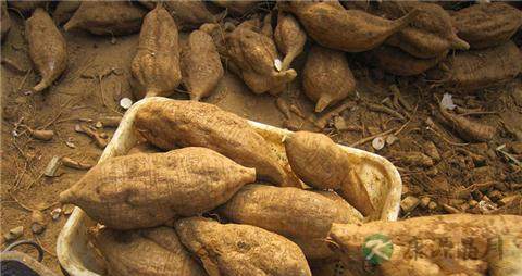 野葛根的吃法_哪些人不能吃野葛根 野葛根的吃法_哪些人不能吃野葛根