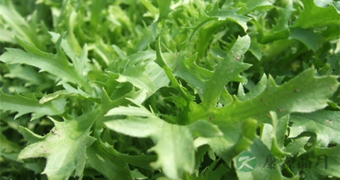 苦苣芽的吃法_哪些人不能吃苦苣芽