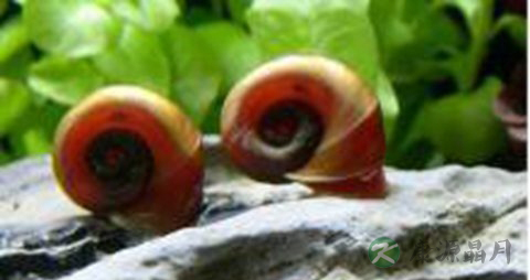 肚脐螺的吃法_哪些人不能吃肚脐螺