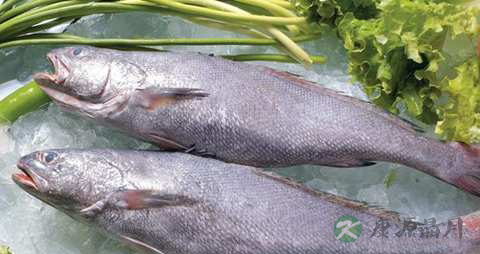 鮸鱼的营养价值_吃鮸鱼的好处 鮸鱼的营养价值_吃鮸鱼的好处