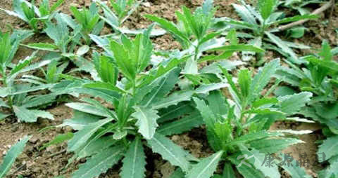 蓟菜的营养价值_吃蓟菜的好处