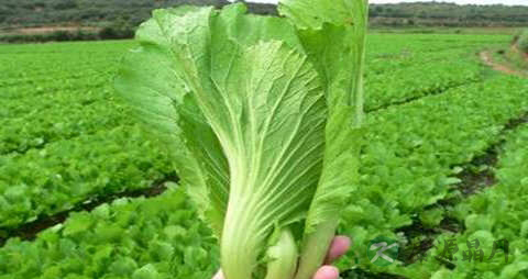 把芥菜的营养价值_吃把芥菜的好处