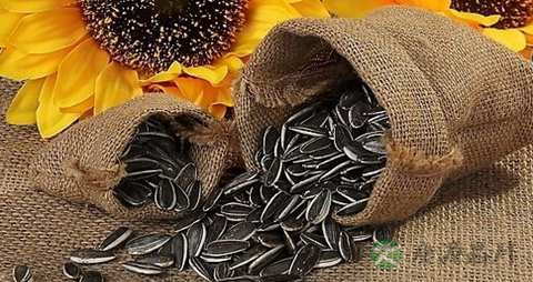 葵花子的营养价值_吃葵花子的好处