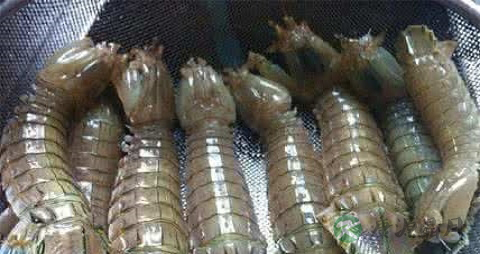 皮皮虾蒸多长时间最好 皮皮虾蒸多长时间最好